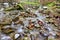 The waters of the forest brook run on stone pebbles and fallen leaves in the autumn forest