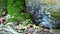 Waters Of The Nottawasaga River And Moss Covered Tree