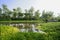 Waterside aquatic grass in sunny summer morning