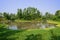 Waterside aquatic grassy and verdant woods in sunny summer morning