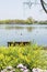 waterside chrysanthemum flowers