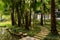 Waterside curving flagstone path in shade of palm trees before C