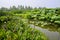 Waterside flowers of lotus pond in summer