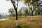 Waterside lawn and trees in misty modern city at winter noon