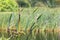 Waterside reeds bloom, swimming ducks defocused