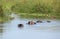 Waterside scenery with some hippos