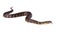 Watersnake Nerodia rhombifer isolated