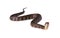 Watersnake Nerodia rhombifer isolated