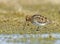 Watersnip, Common Snipe, Gallinago gallinago