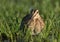 Watersnip, Common Snipe,Gallinago media