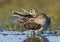 Watersnip, Common Snipe,Gallinago media