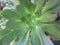 Waterwise Green Beauty Cactus