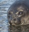 The watery eyes of a young Atlantic fur seal