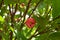 Watery rose apple , syzygium aqueum stcok photo with nature background