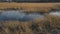 watery swamp with reeds. aerial shooting