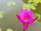 waterâ€‹ lillyâ€‹ lotusâ€‹ flowerâ€‹ inâ€‹ pond