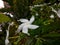 Wathusudda Flowers white colour and green leaves, Tabernaemontana divaricata,