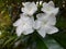 Wathusudda Flowers White, Tabernaemontana divaricata, commonly called pinwheel flower in Sri Lanka
