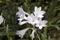 Watsonia `Arderne`s White` flower stem