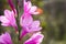 Watsonia borbonica - Cape bugle-lily.