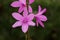 Watsonia borbonica - Cape bugle-lily.