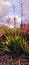Watsonia Borbonica - Pink Watsonia in its natural surroundings