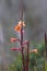 Watsonia flower in South Africa