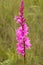 A Watsonia flower spike