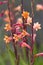 Watsonia flowers in South Africa