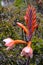 Watsonia tabularis plant, an interesting red-pink flower that can be seen on in Table Mountain National Park near Cape Town