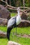 Watteled crane wild bird orange eyes colorful