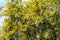 Wattle or Acacia auriculiformis little bouquet flower full blooming in the garden