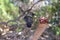 Wattle Bird in Tree