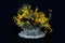 Wattle blossoms in a crystal glass basket vase on black. Wattle Day art