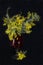 Wattle blossoms in a ruby red glass vase on black