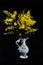Wattle blossoms in a white ceramic vase on black