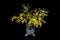 Wattle blossoms in a white and clear glass vase on black. Wattle day decoration. Australia