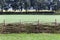 Wattle fence with a corn field in the background