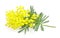 Wattle flower or mimosa branch, symbol of 8 march, women international day, on white