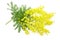 Wattle flower or mimosa branch, symbol of 8 march, women international day, on white