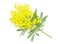 Wattle flower or mimosa branch, symbol of 8 march, women international day, on white