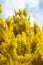 Wattle Tree Flowers