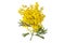 Wattle tree or mimosa yellow flowers isolated on white