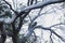 Wattle tree with yellow-tailed black cockatoos on its branches and overcast weather