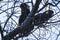 Wattle tree with yellow-tailed black cockatoos on its branches and overcast weather