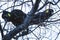 Wattle tree with yellow-tailed black cockatoos on its branches and overcast weather