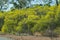 Wattle Trees In Bloom