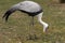 Wattled Crane