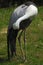 Wattled Crane