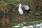 Wattled crane